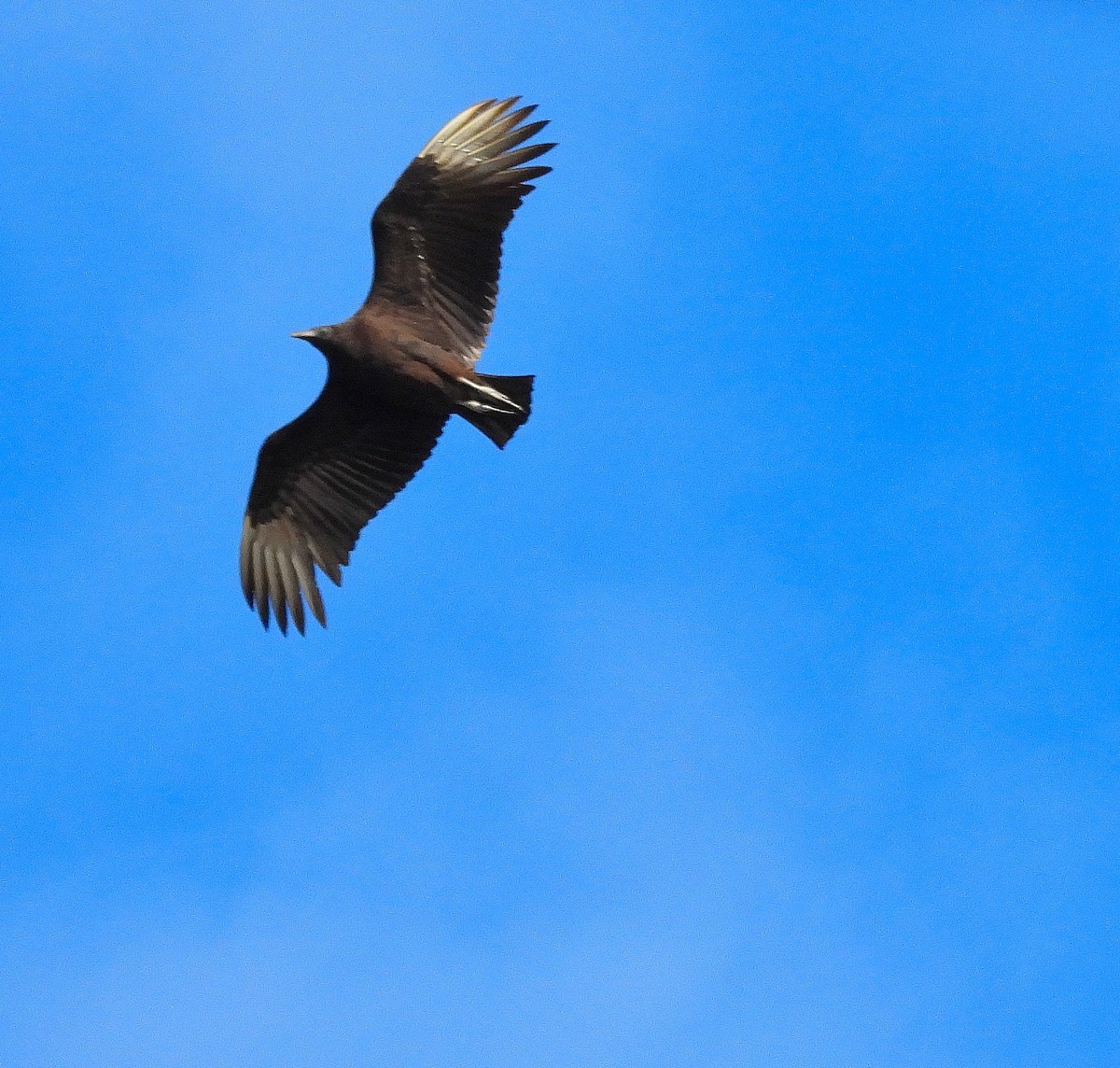 Black Vulture - ML647518089