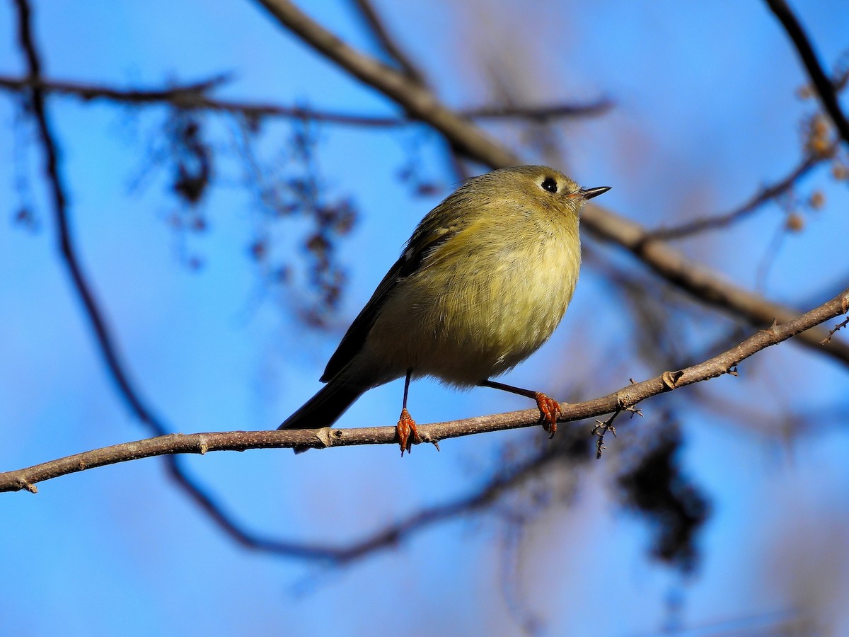 Ruby-crowned Kinglet - ML647518105