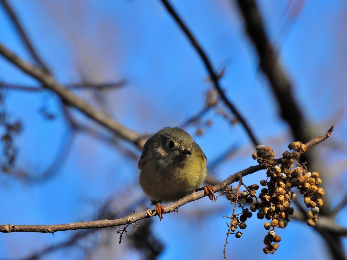 Ruby-crowned Kinglet - ML647518106