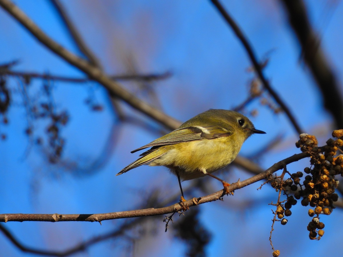Ruby-crowned Kinglet - ML647518107
