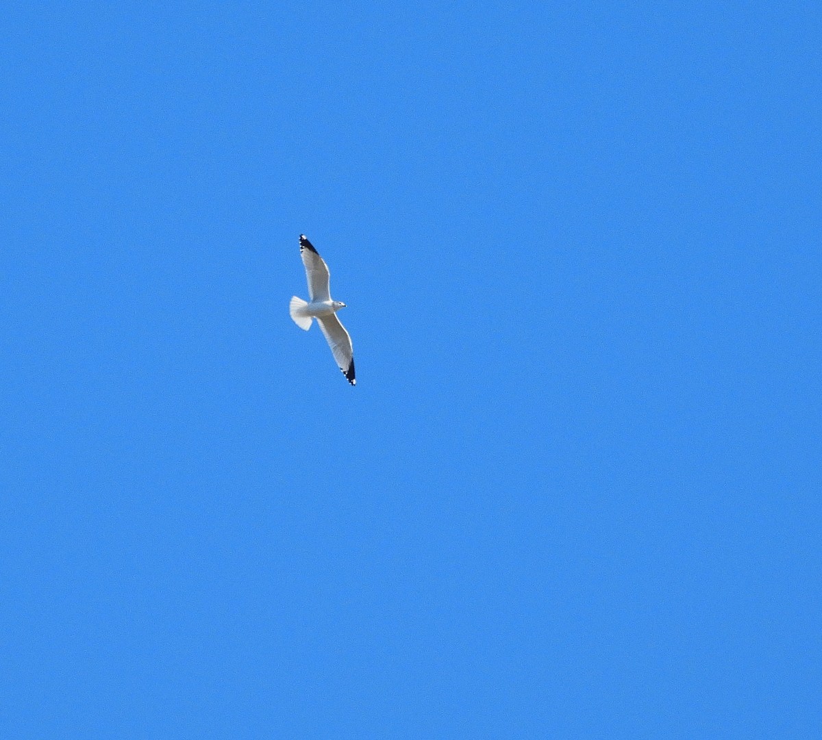 Ring-billed Gull - ML647518127