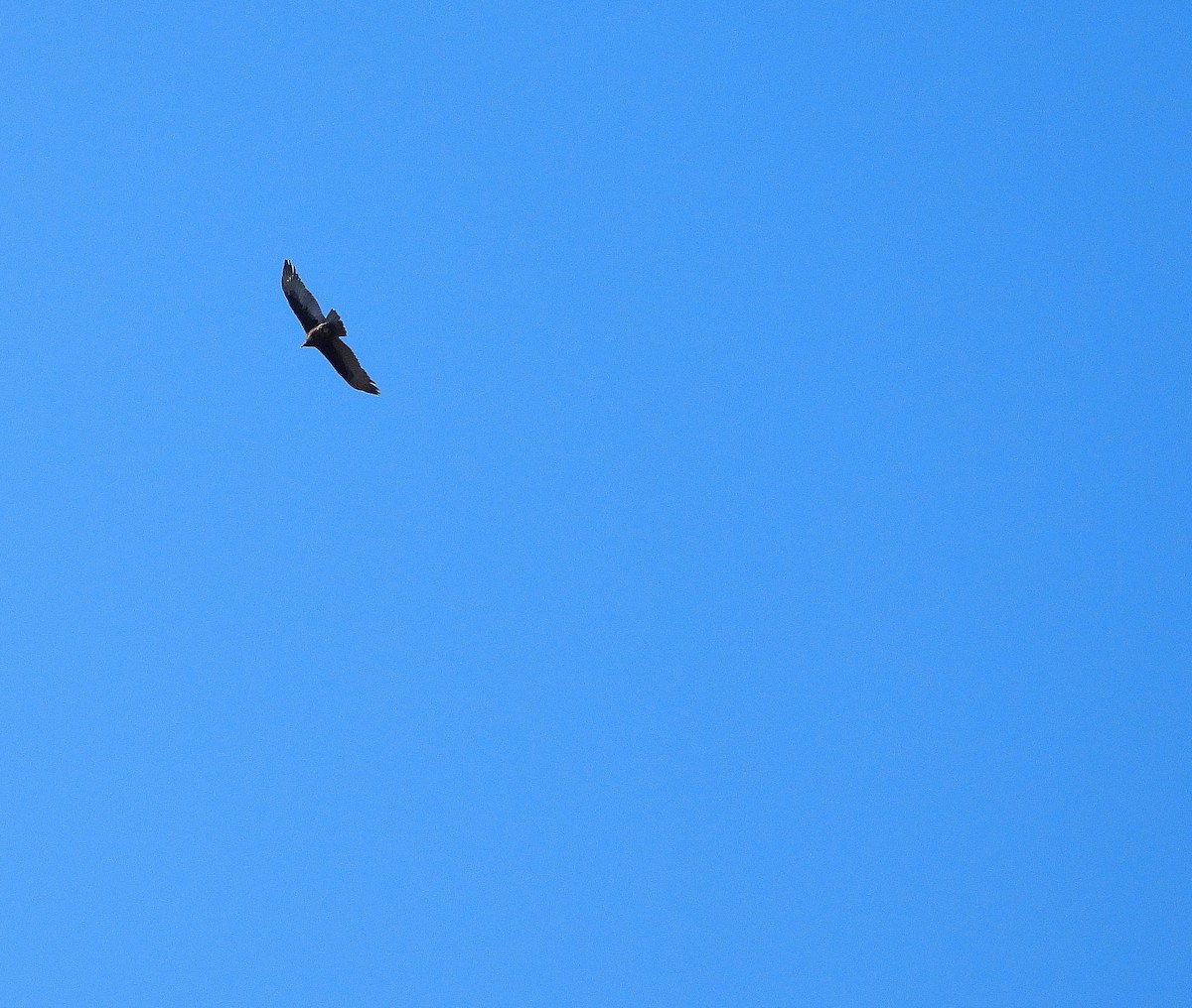 Turkey Vulture - ML647518160
