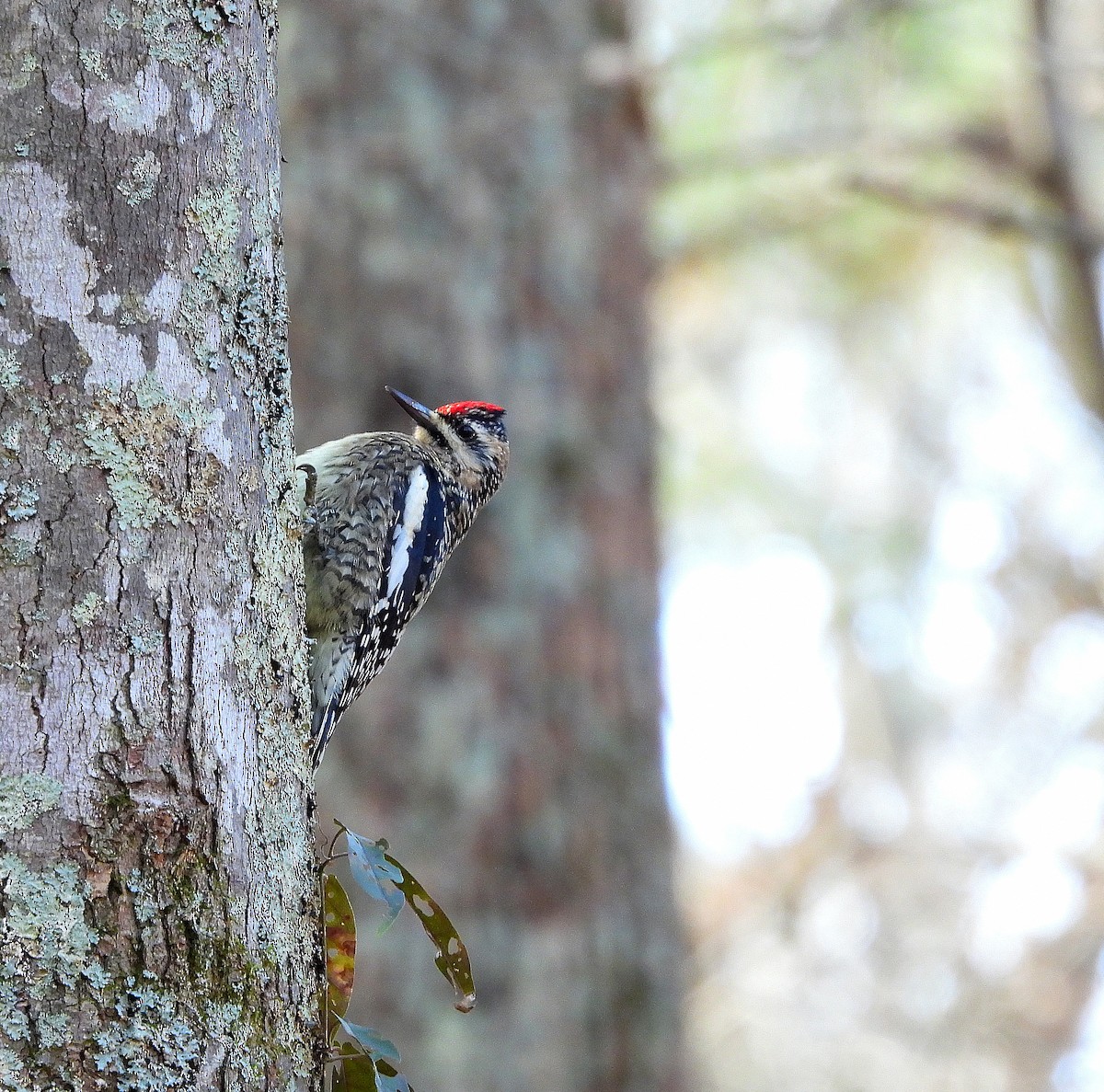 Yellow-bellied Sapsucker - ML647518171