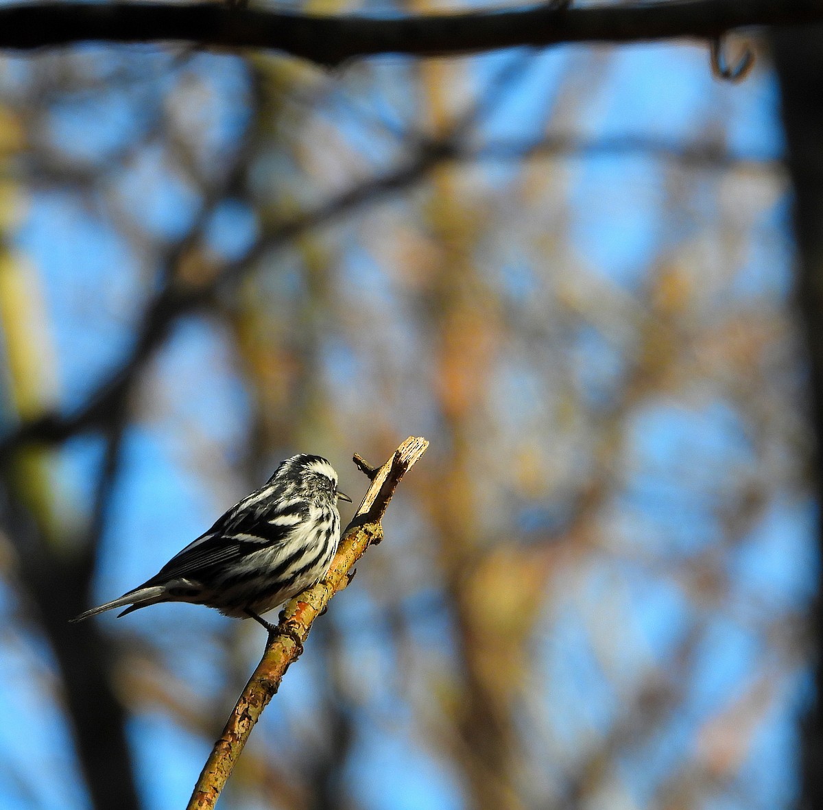 Black-and-white Warbler - ML647518189
