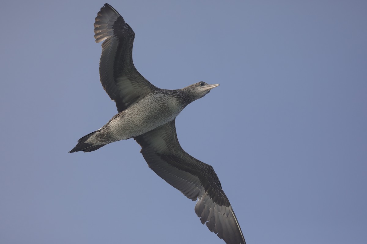 Northern Gannet - ML647518190