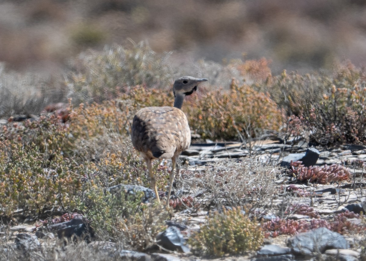 Karoo Bustard - ML647518196