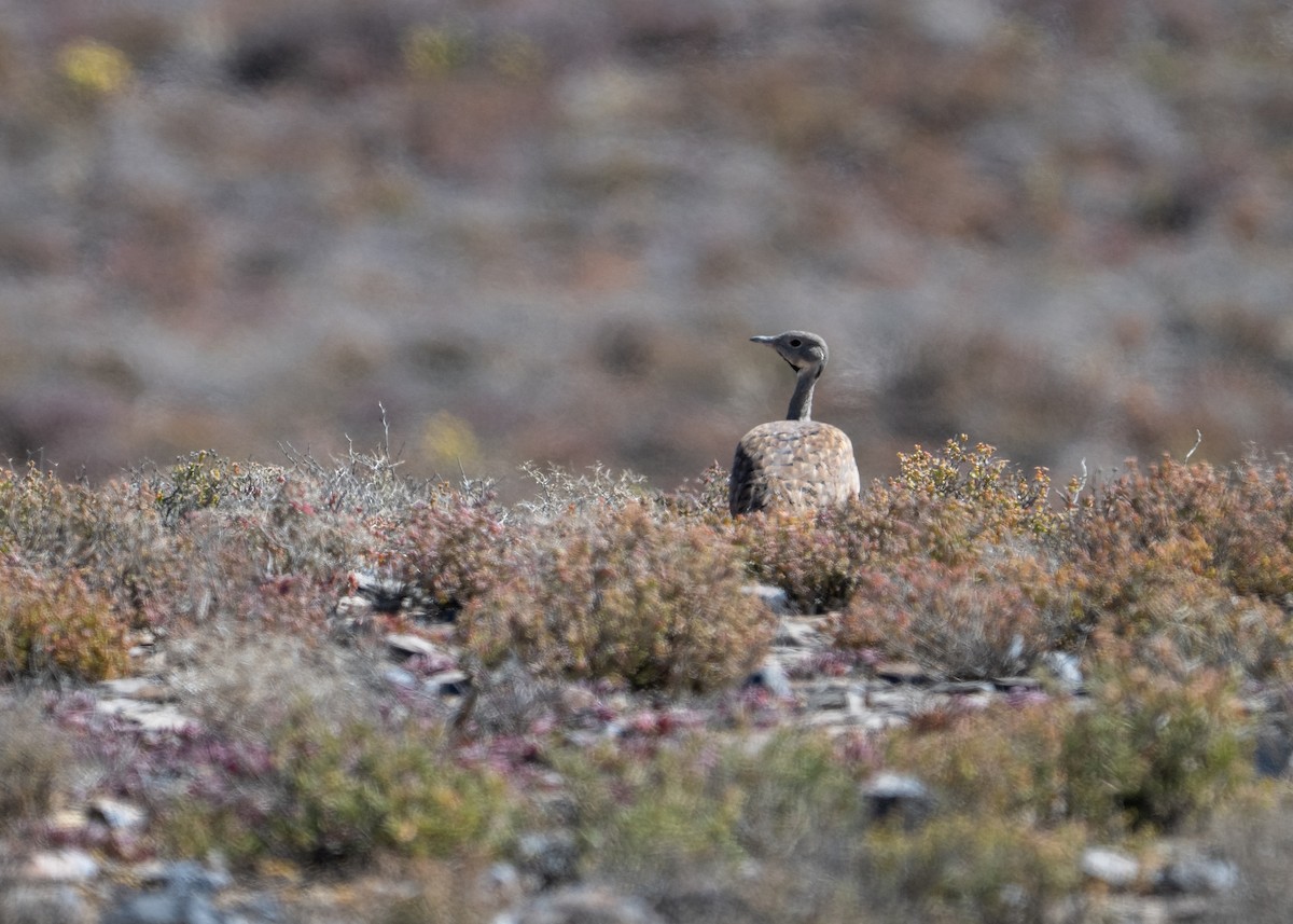 Karoo Bustard - ML647518197