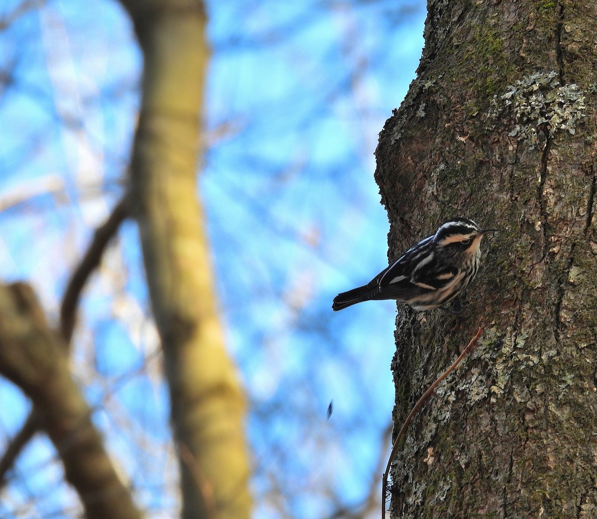 Black-and-white Warbler - ML647518203