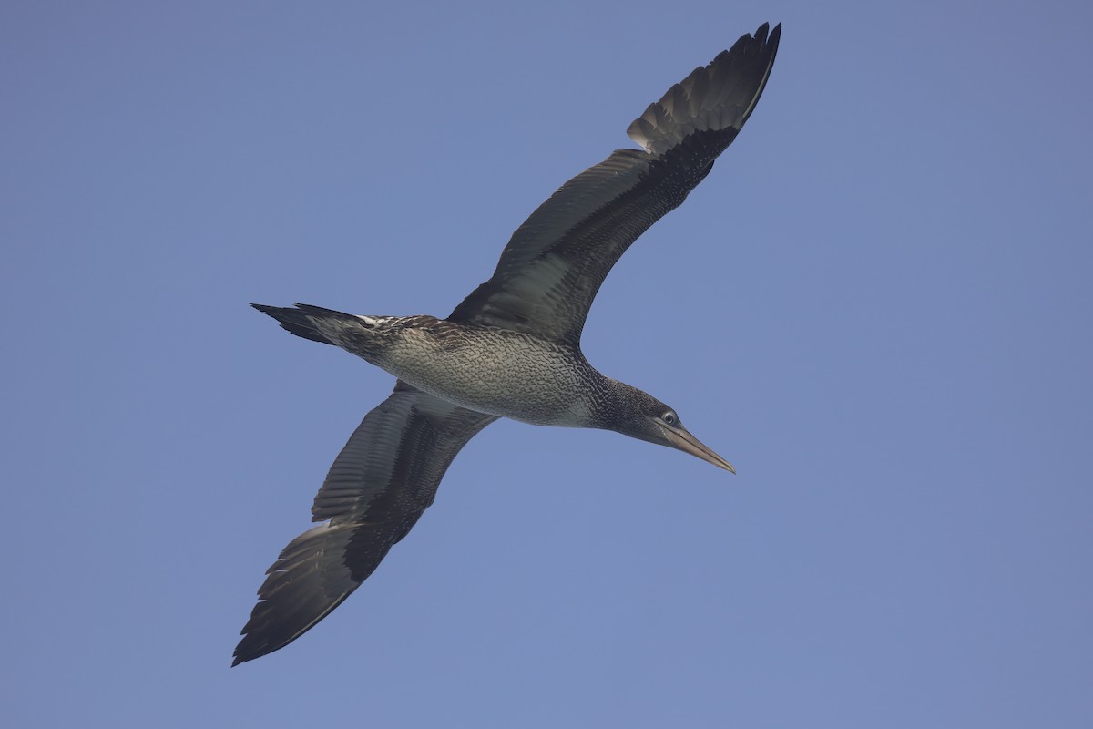 Northern Gannet - ML647518204