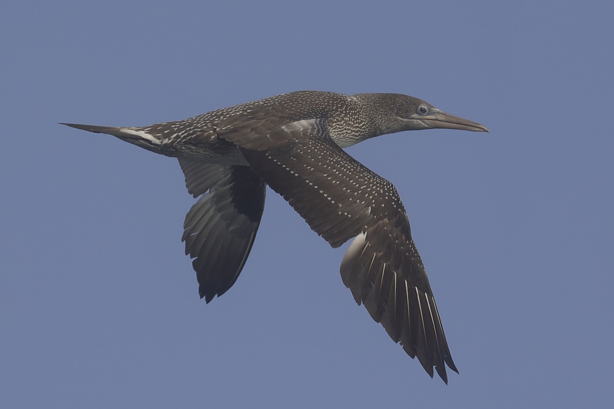 Northern Gannet - ML647518205