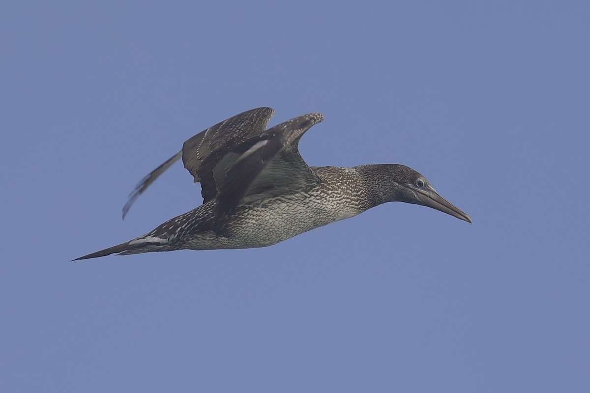Northern Gannet - ML647518210
