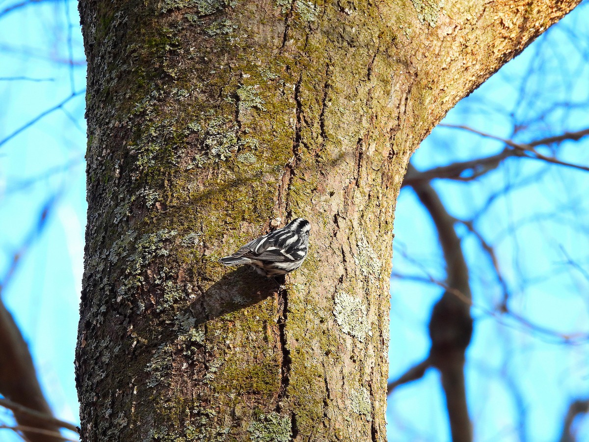 Black-and-white Warbler - ML647518211