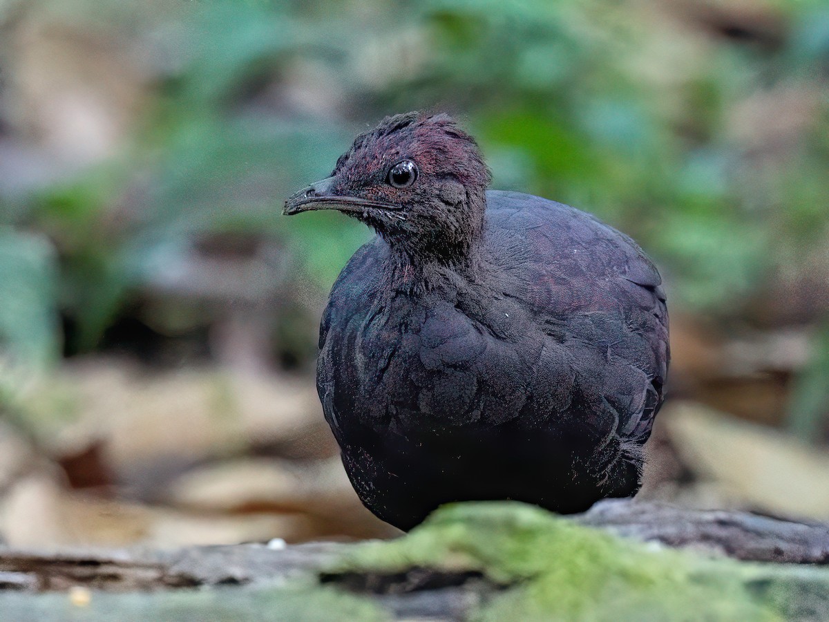 Cinereous Tinamou - ML647518217