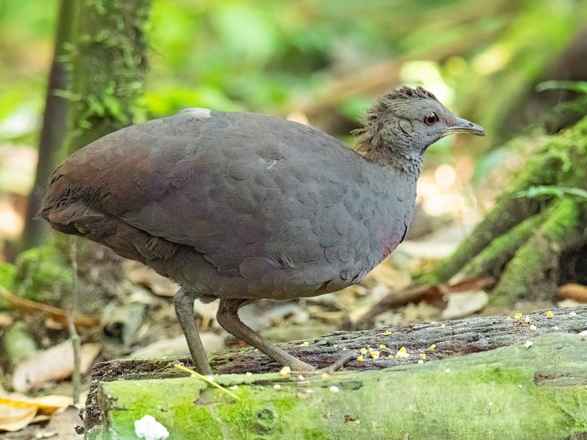 Cinereous Tinamou - ML647518218