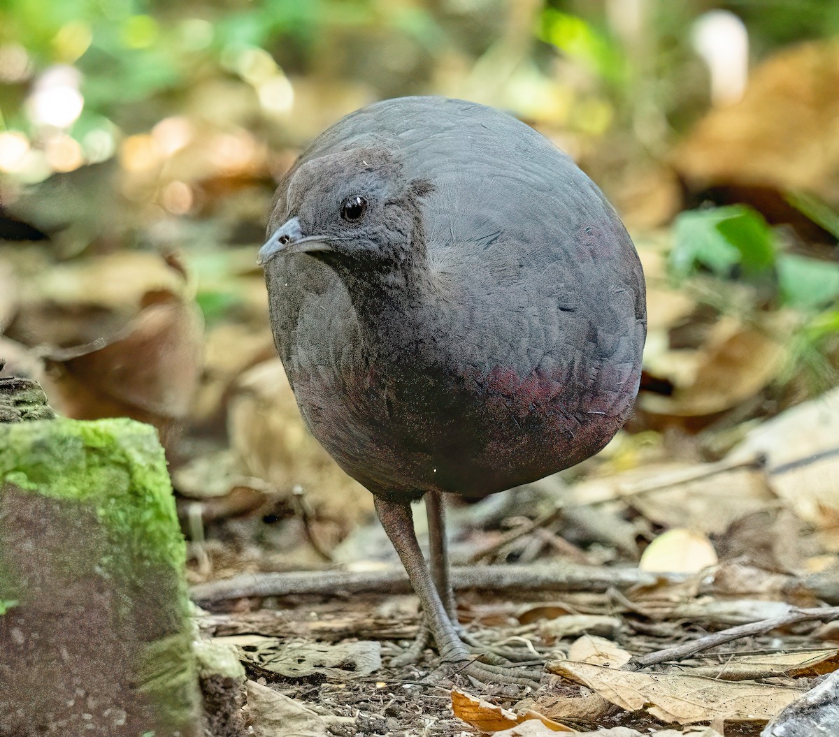 Cinereous Tinamou - ML647518219