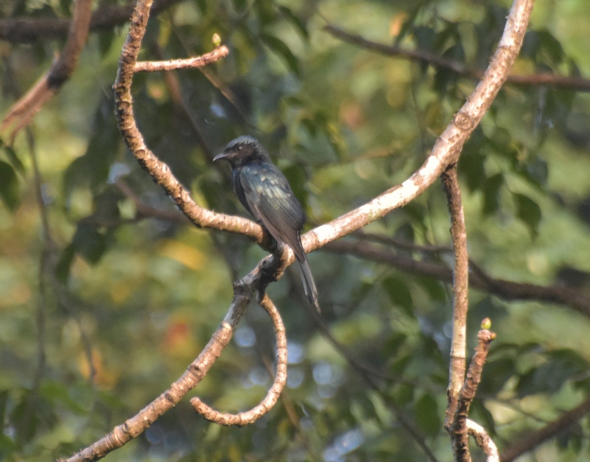 Bronzed Drongo - ML647518230