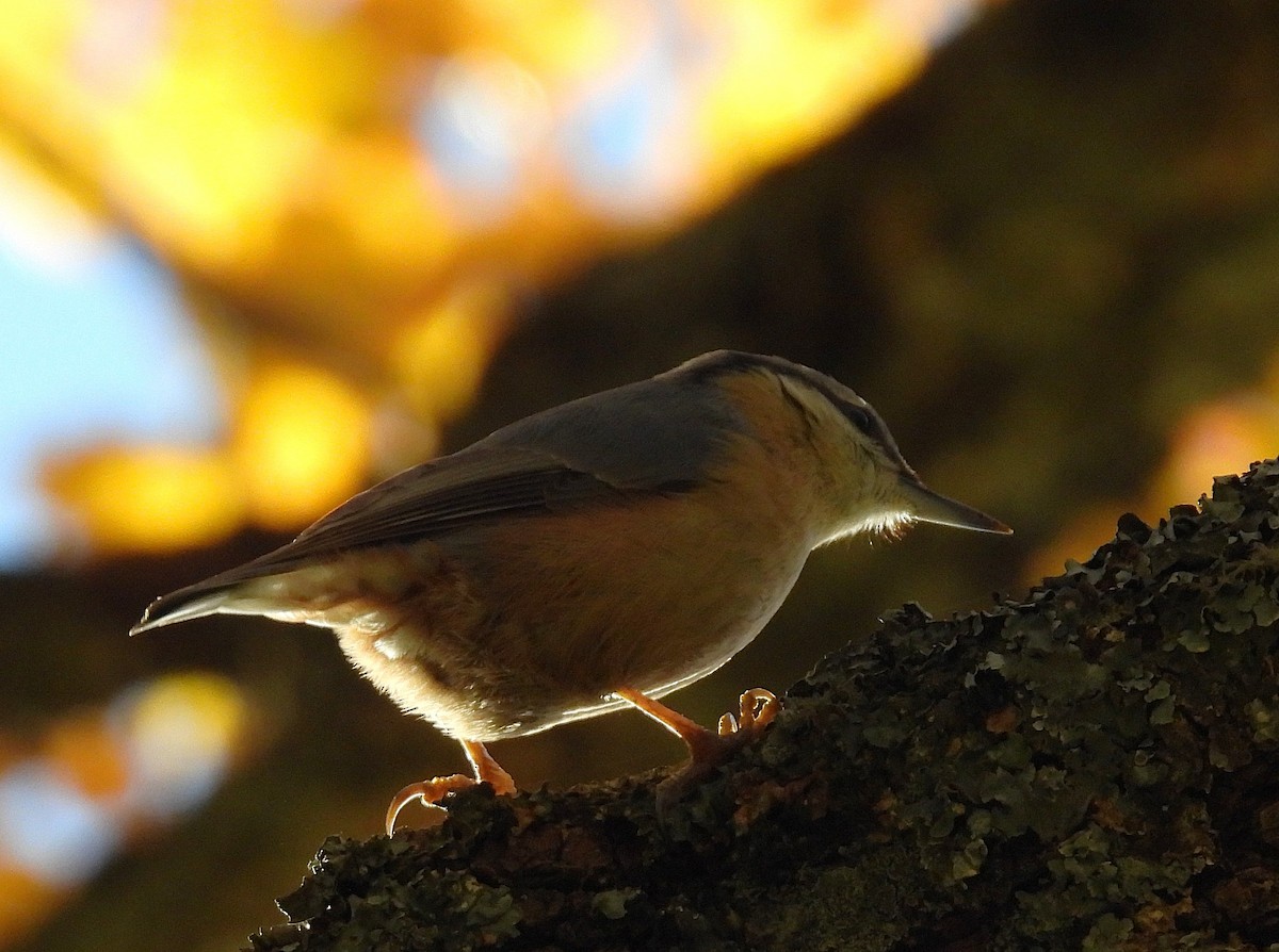 Eurasian Nuthatch - ML647518236