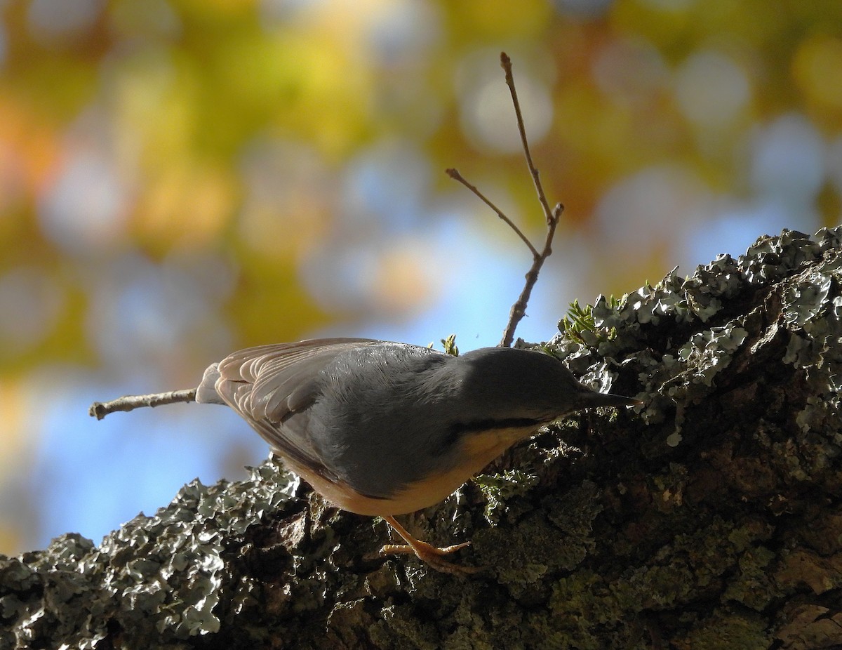 Eurasian Nuthatch - ML647518237