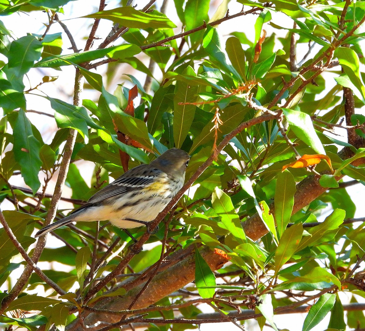Yellow-rumped Warbler - ML647518246