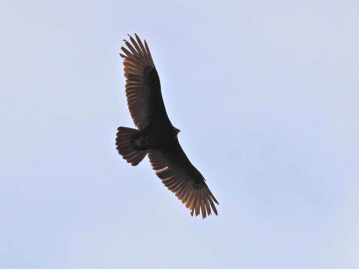Turkey Vulture - ML647518250