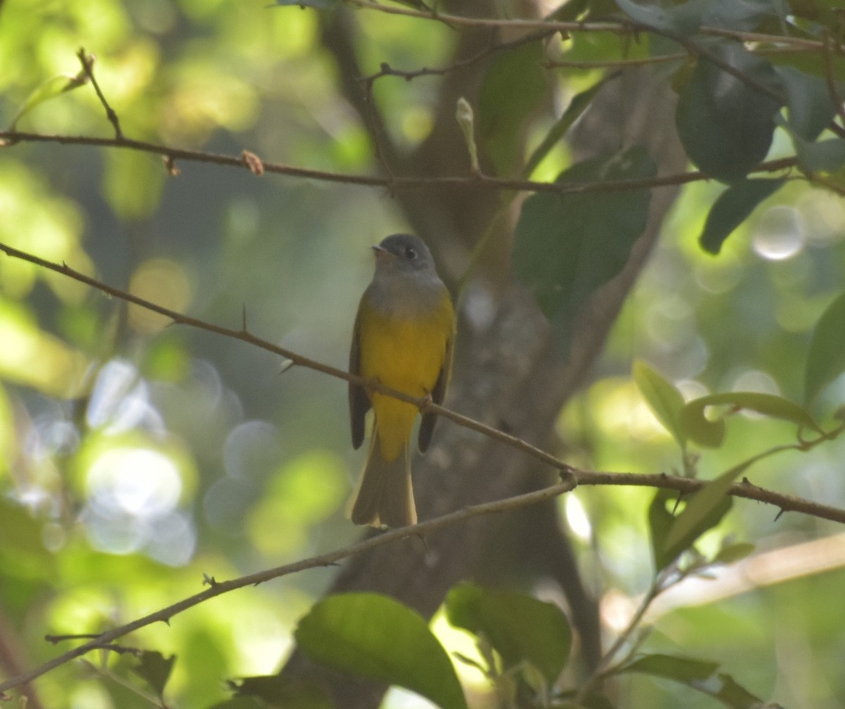 Gray-headed Canary-Flycatcher - ML647518259