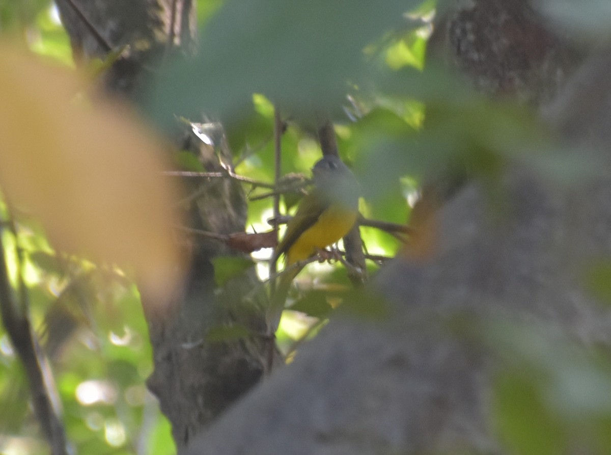 Gray-headed Canary-Flycatcher - ML647518260