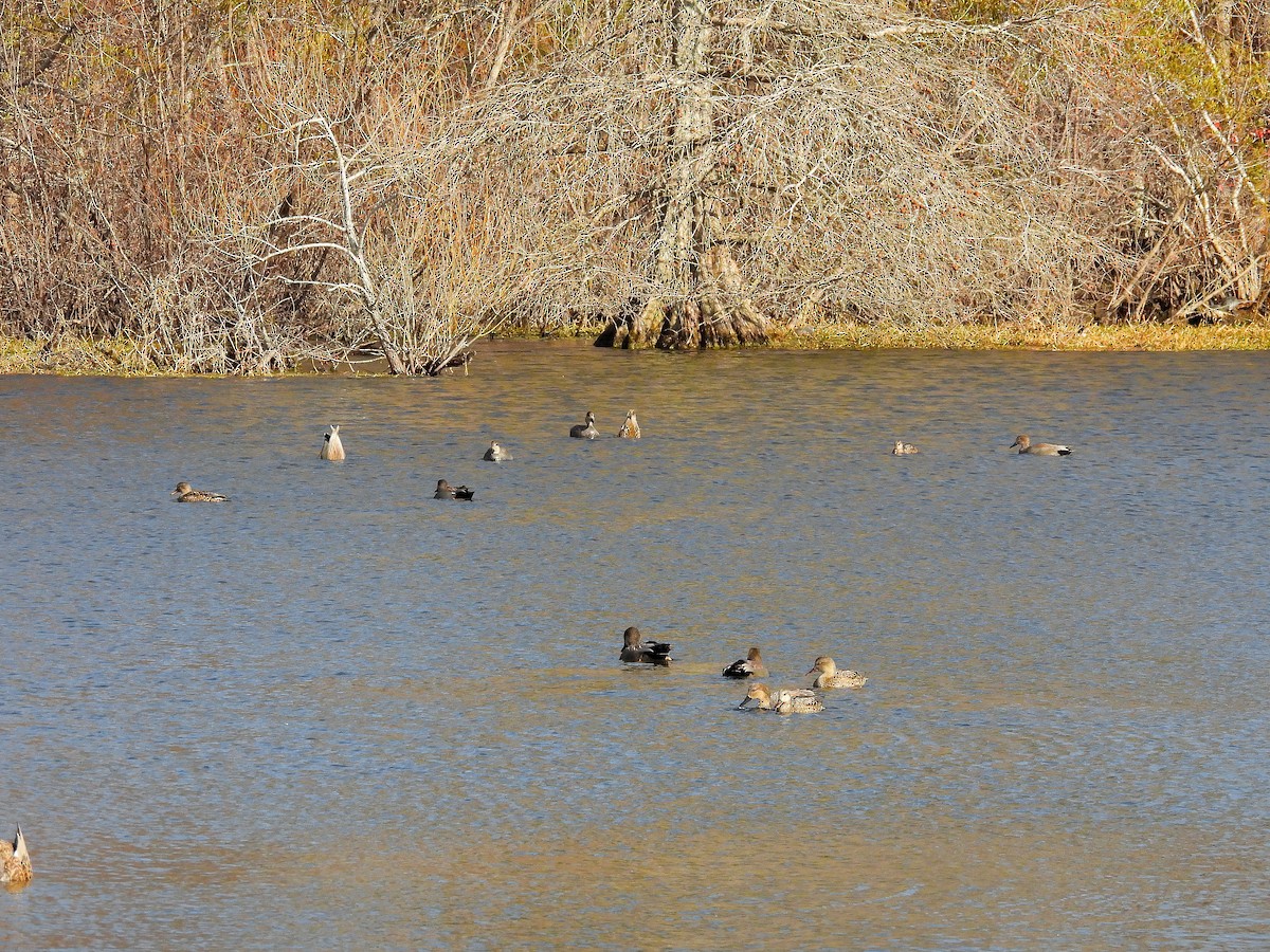 赤膀鴨 - ML647518264