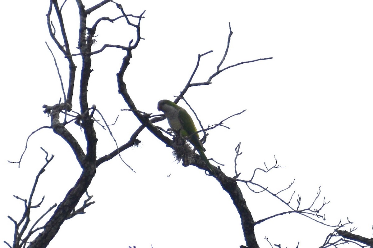 Mönchssittich - ML647518269