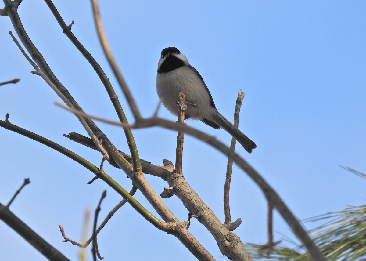 Carolina Chickadee - ML647518270