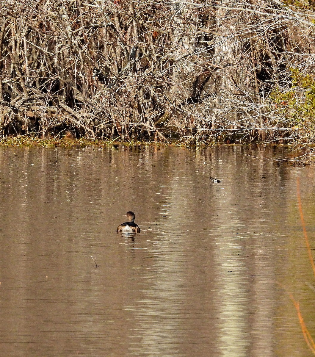 Pied-billed Grebe - ML647518276