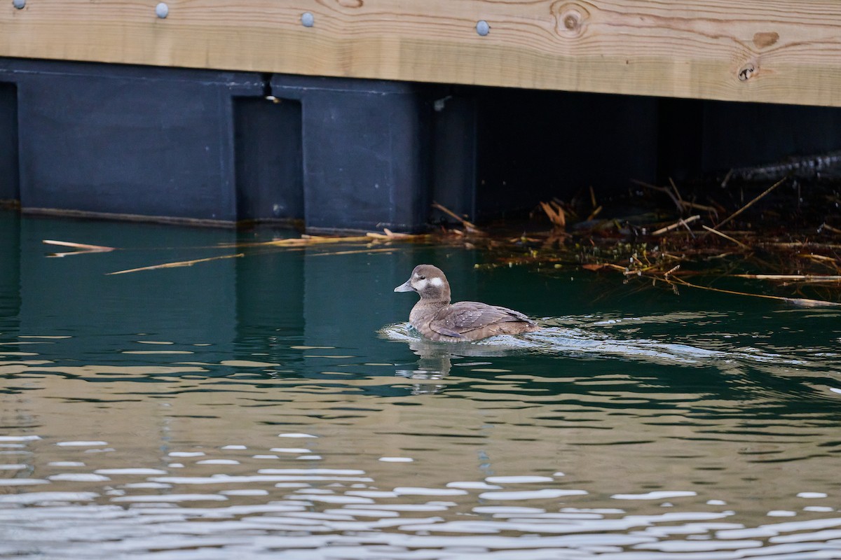 Ahate arlekina - ML647518277