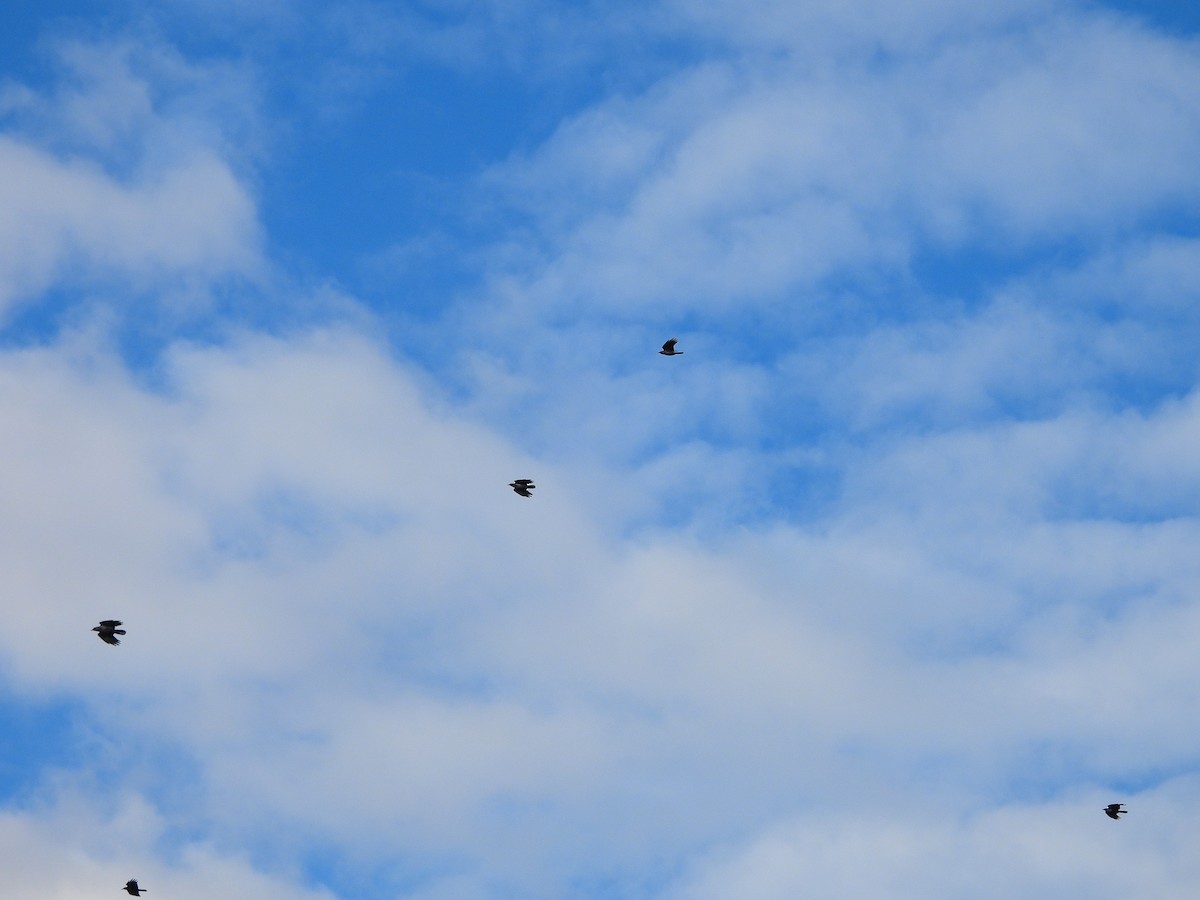 Fish Crow - ML647518286