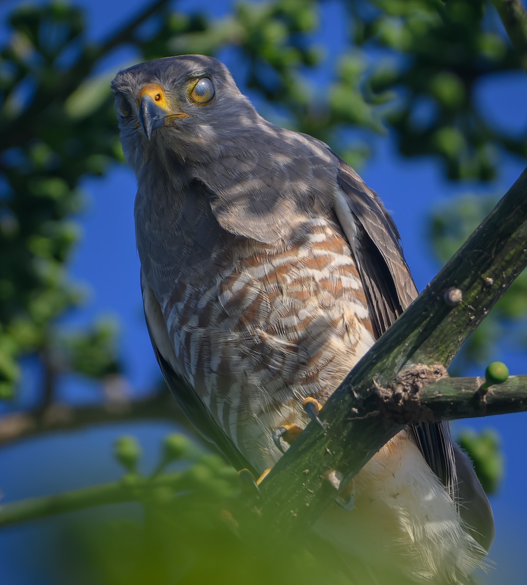Roadside Hawk - ML647518297