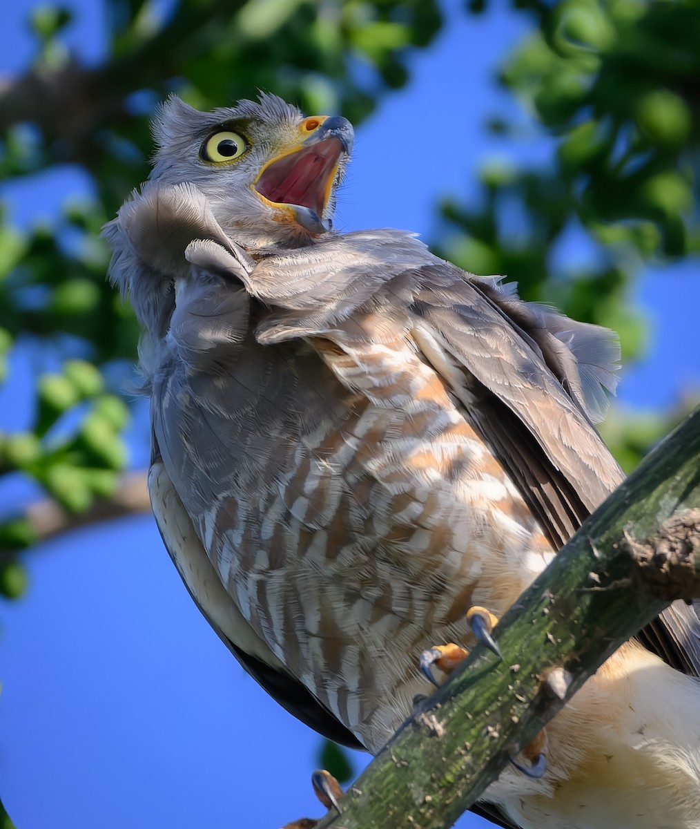Roadside Hawk - ML647518306