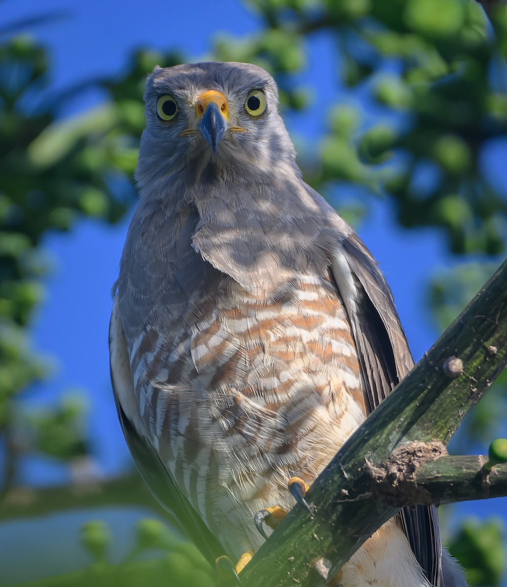 Roadside Hawk - ML647518311