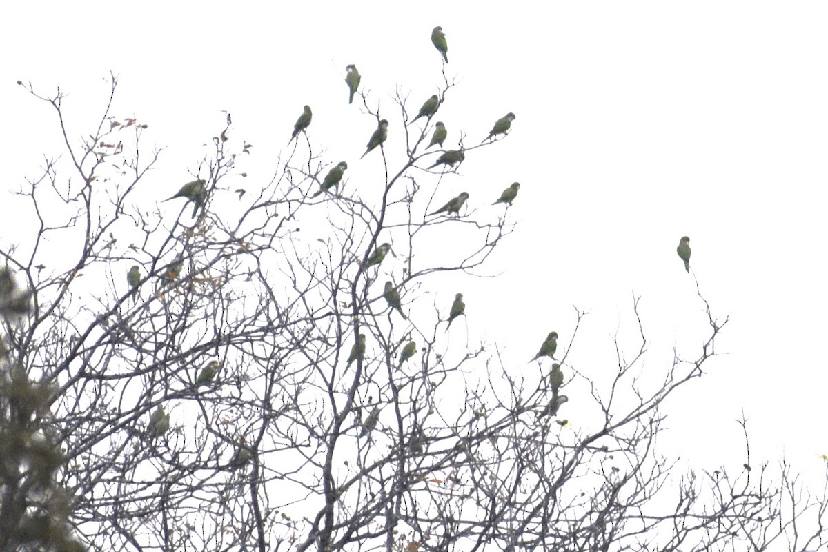 Mönchssittich - ML647518312