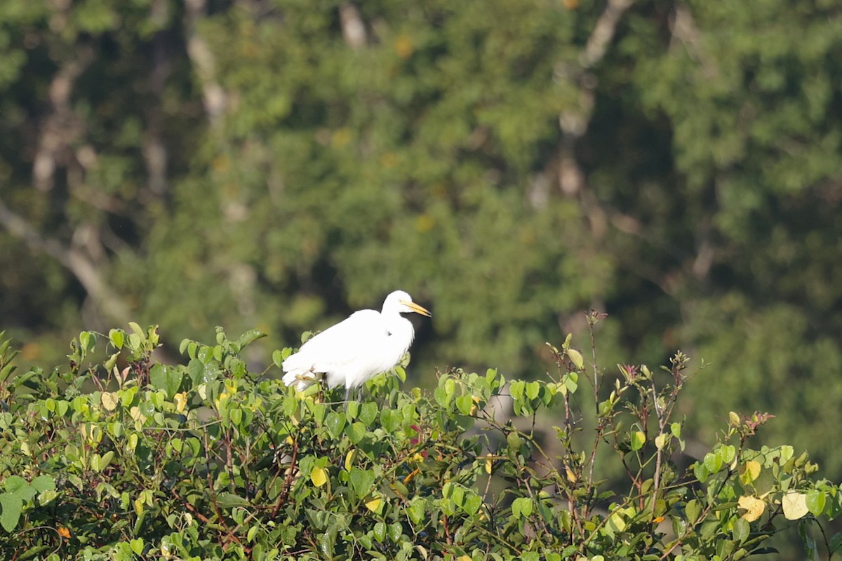 Little Egret - ML647518323
