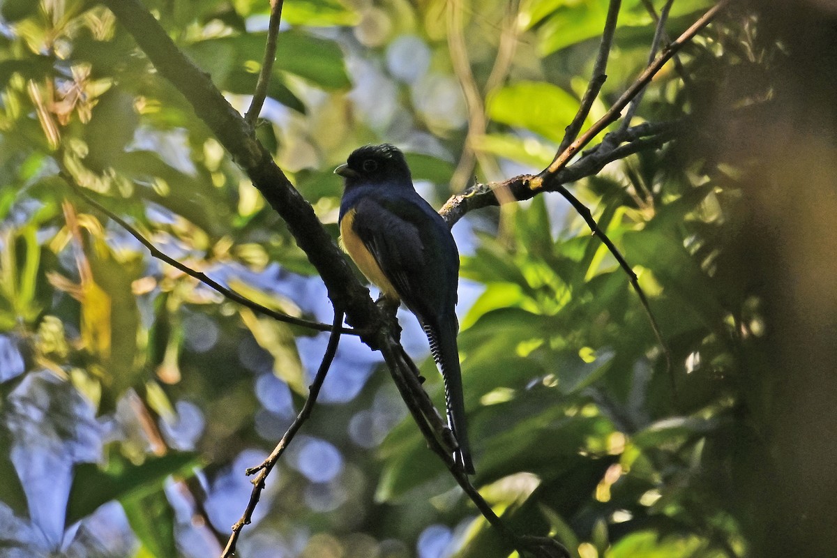 Atlantic Black-throated Trogon - ML647518326
