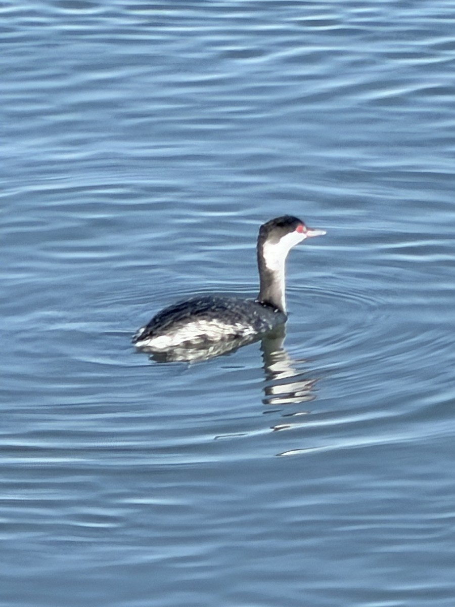 Zampullín Cuellirrojo - ML647518347