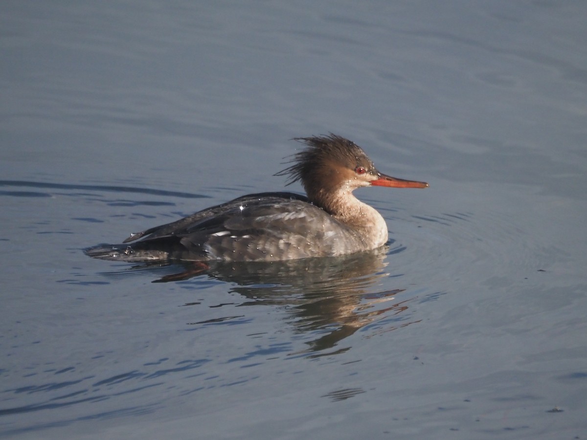 Mittelsäger - ML647518356