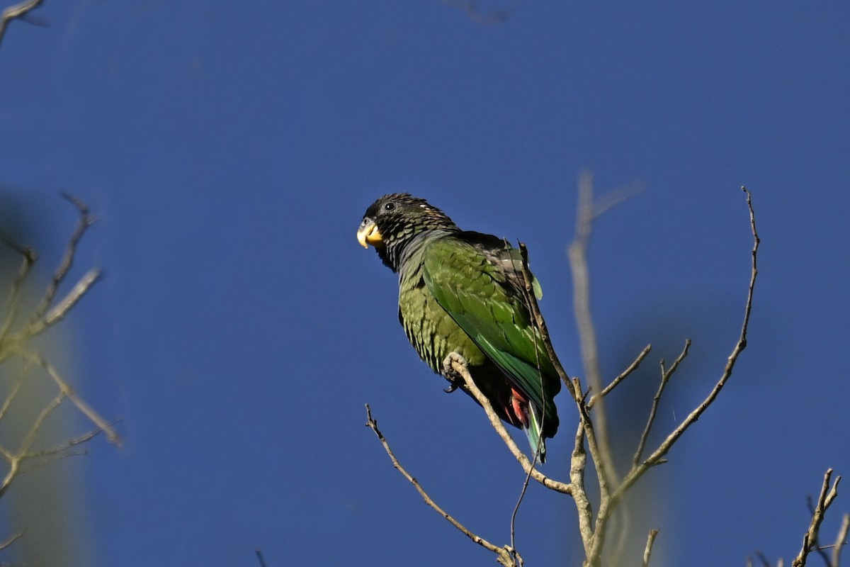 Scaly-headed Parrot - ML647518357