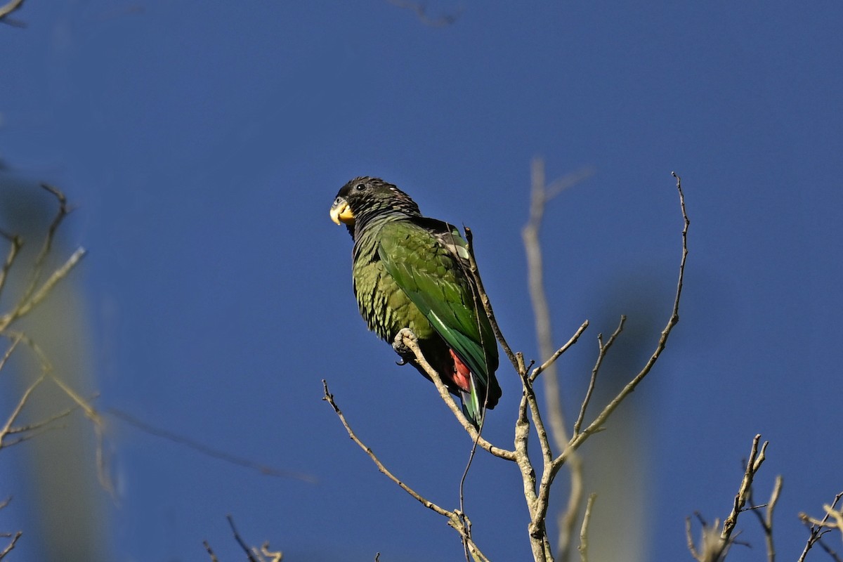 Scaly-headed Parrot - ML647518358
