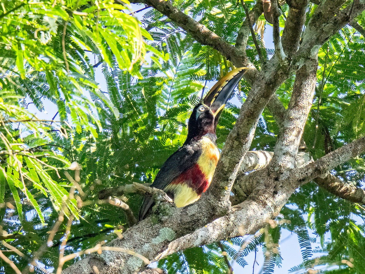 arassari hnědouchý - ML647518360