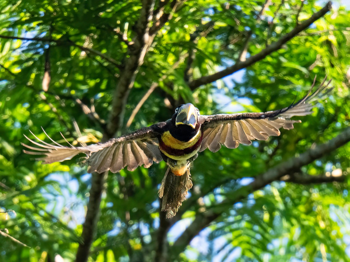 arassari hnědouchý - ML647518361