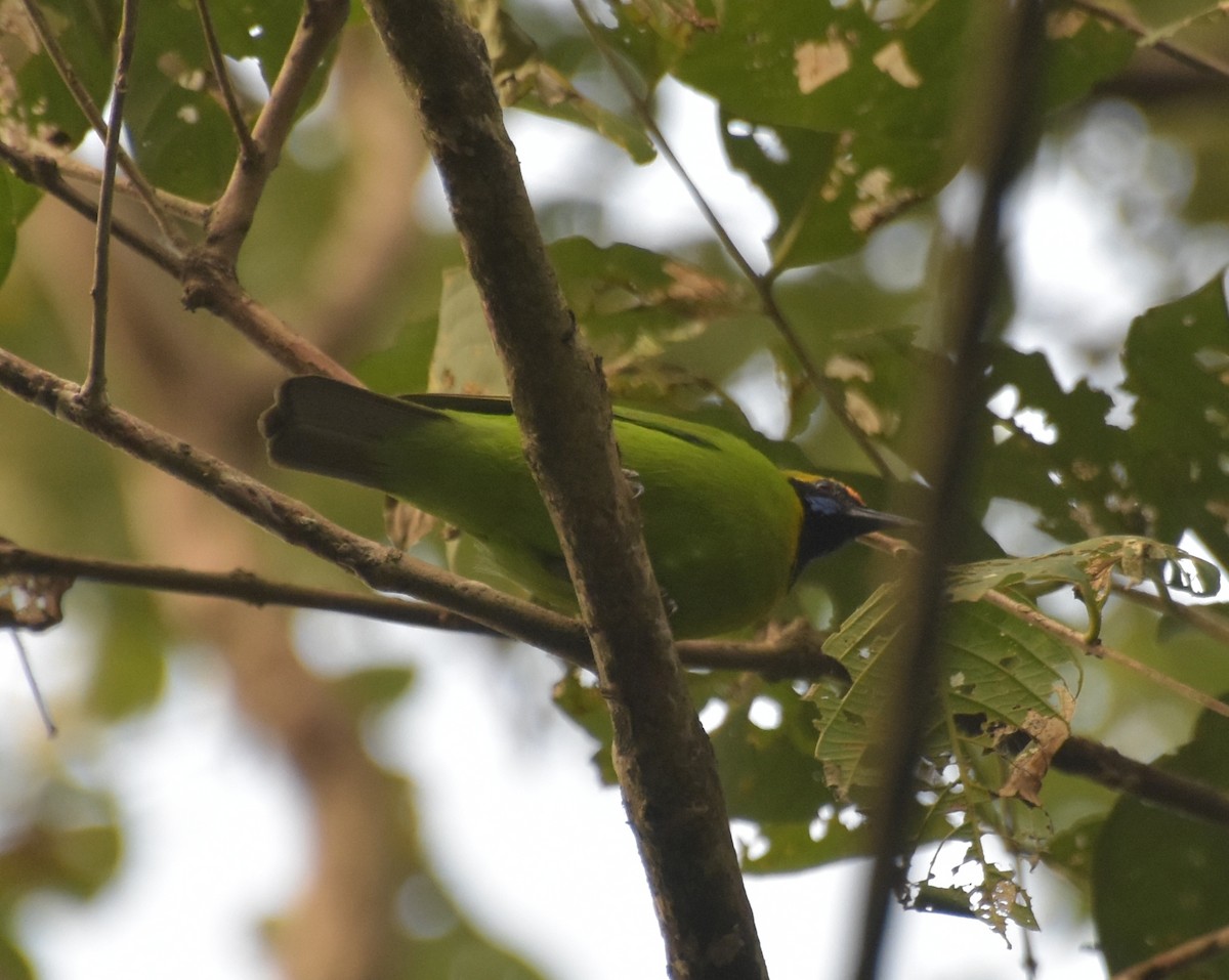 Золотолобая листовка - ML647518362