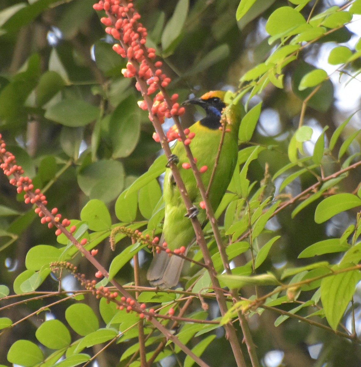 Золотолобая листовка - ML647518363