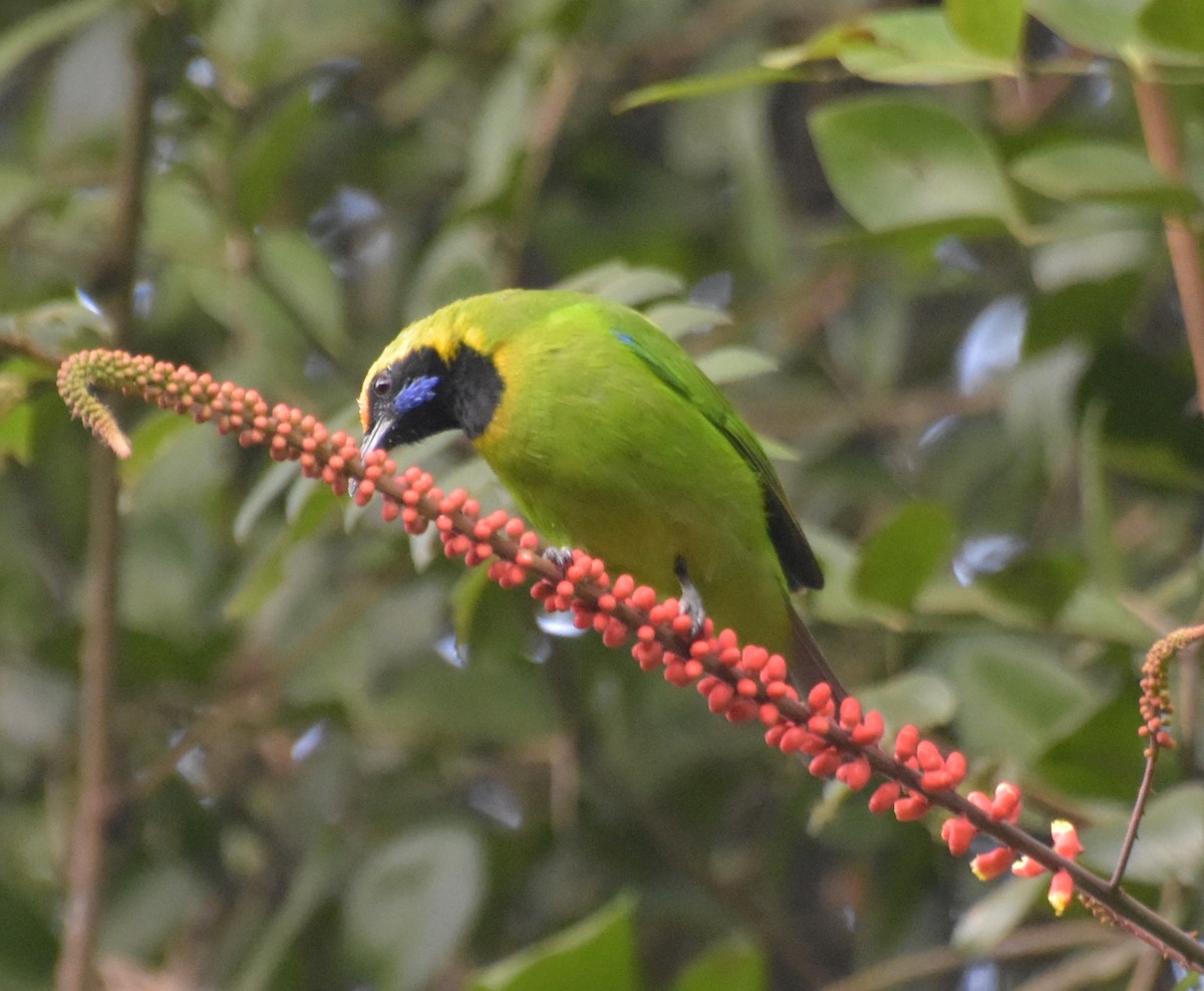 Золотолобая листовка - ML647518364