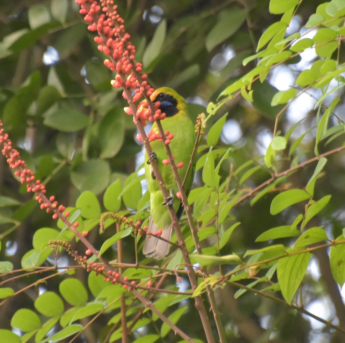 Золотолобая листовка - ML647518365