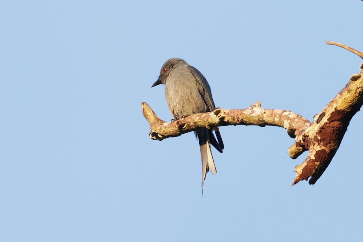 askedrongo - ML647518373