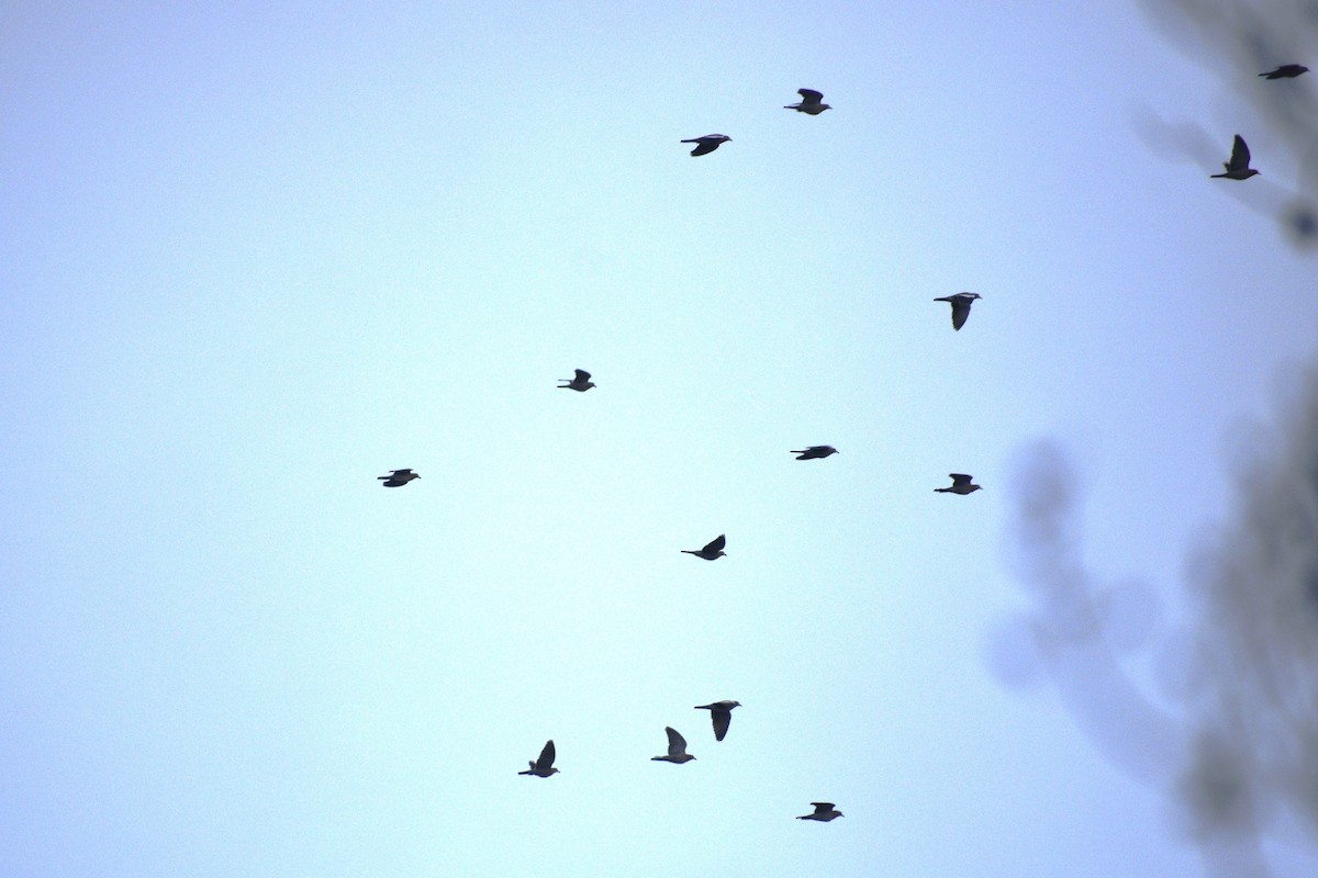 ハジロバト - ML647518378